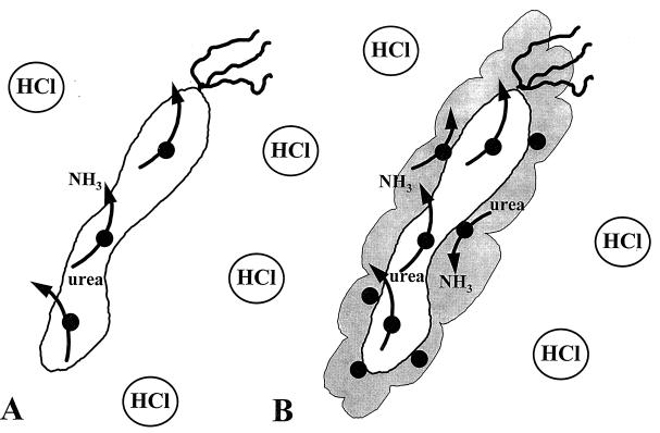 FIG. 7