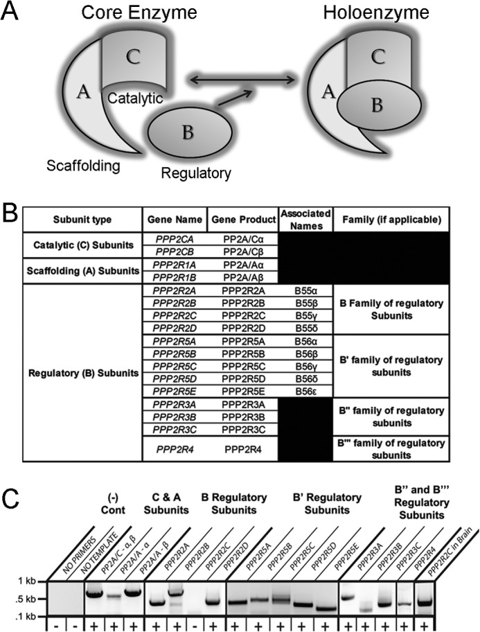 FIGURE 1.