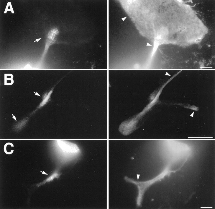 Fig. 10.