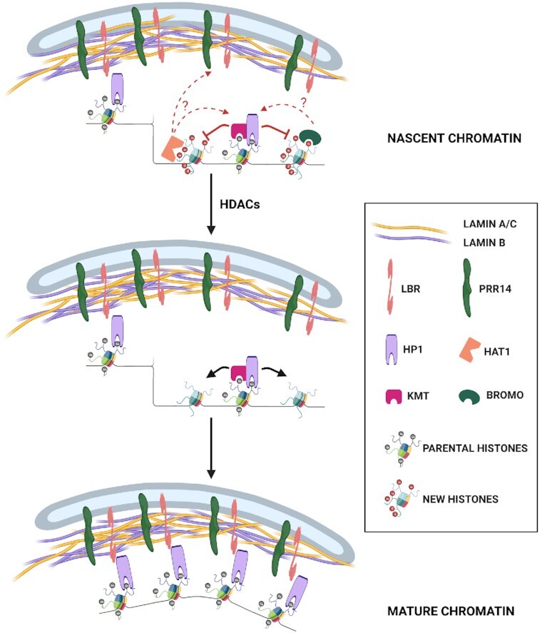 Graphical Abstract