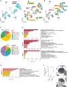 Figure 2. SF3B1MT arrest erythroid terminal differentiation and activate the
EIF2AK1-induced response pathway to heme deficiency. A, UMAP plots of scRNA-seq data for
pooled single MNCs isolated from two HD (n = 5,049) and five SF3B1-mutant MDS-RS (n =
16,212) samples. Each dot represents one cell. Different colors represent the sample
origin (left) and cluster identity (right). B, UMAP plot of scRNA-seq data from A
showing the 7 different stages of erythroid differentiation in the total erythroblast
population. C, Distribution of the 7 stages of erythroid differentiation in the HD (top)
and MDS-RS (bottom) erythroblast populations shown in A. Arrows indicate the terminal
steps of erythroid differentiation. D, Pathway enrichment analyses of the genes that
were significantly upregulated in Pro-E (top), Baso-E (middle), Poly-E (bottom) from
MDS-RS samples as compared with those from HD samples (P ≤ 0.01) The top 10 Reactome
gene sets are shown. E, Pathway enrichment analysis of the genes that were significantly
upregulated in Ortho-E from MDS-RS samples as compared with those from HD samples (P ≤
0.01) The top 10 Reactome gene sets are shown. F, Left, the number of autophagic
vesicles per cell in SF3B1WT and SF3B1-mutant erythroblasts from one representative
SF3B1WT and one SF3B1-mutant sample. Statistically significant differences were detected
using a two-tailed Student t test. Right, representative transmission electron
microscopy images of erythroblasts from the BM sections of one SF3B1WT and one
SF3B1-mutant MDS sample. Scale bars, 500 nm. Baso-E, basophilic erythroblasts; BFU-E,
burst-forming unit-erythroid cells; B-Lympho, B-lymphocytes; CFU-E, colony formation
unit-erythroid cells; DC, dendritic cells; Ery, erythroblasts; HSPC, hematopoietic stem
and progenitor cells; Myelo, myeloid cells; Ortho-E, orthochromatic erythroblasts;
Poly-E, polychromatophilic erythroblasts; Pre-E, pre-erythrocytes; Pro-E,
pro-erythroblasts; T-Lympho/NK, T-lymphocytes, and natural killer cells; UMAP, uniform
manifold approximation and projection.