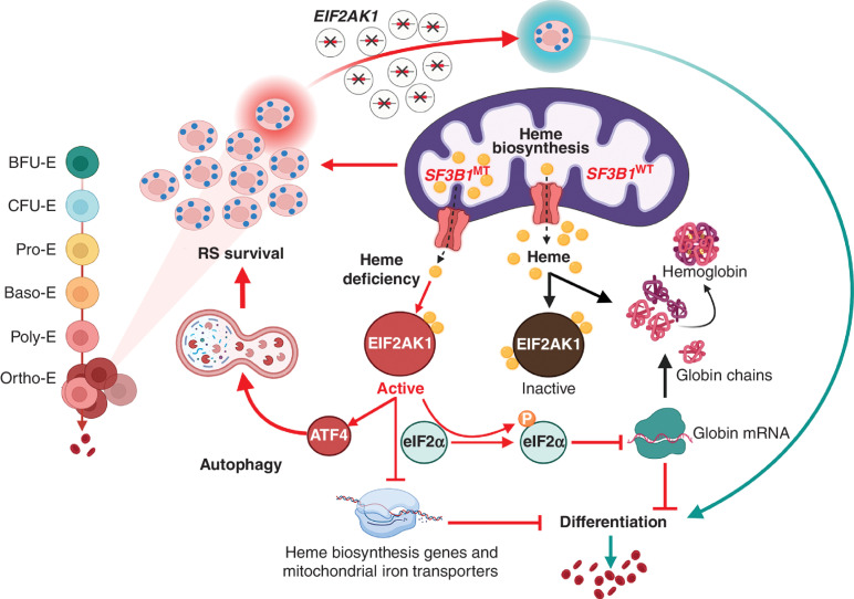 Figure 5. Proposed model. Under normal physiologic conditions, heme binds to EIF2AK1 and represses its activation. In conditions that limit heme production, such as those induced by SF3B1MT in terminally differentiated erythroblasts, EIF2AK1 is activated. EIF2AK1 pathway activation promotes RS survival and inhibits erythroid maturation by increasing the expression of ATF4, which in turn upregulates the expression of genes involved in autophagy, transcriptionally inhibits genes involved in heme biosynthesis and mitochondrial iron transport, and translationally inhibits globin production. Targeting EIF2AK1 pathway activation by depleting EIF2AK1 rescues erythroid differentiation and red blood cell production.