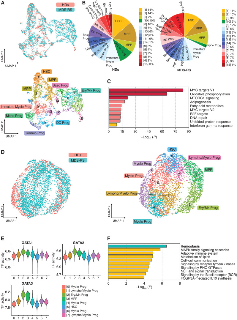 Figure 1. SF3B1MT do not impair erythropoiesis at the level of HSPCs. A, UMAP plots of scRNA-seq data displaying pooled single Lin-CD34+ cells isolated from two HD (n = 2,324) and five SF3B1-mutant MDS-RS (n = 5,544) samples. Each dot represents one cell. Different colors represent the sample origin (top) and cluster identity (bottom). B, Distribution of HD (left) and MDS-RS (right) Lin-CD34+ cells among the clusters shown in A defined by distinct lineage differentiation profiles. Prolif, proliferative. C, Pathway enrichment analysis of the genes that were significantly upregulated in the MDS-RS Ery/Mk clusters as compared with the HD Ery/Mk clusters shown in A (adjusted P ≤ 0.05). The top 10 Hallmark gene sets are shown. D, UMAP plots of scATAC-seq data for pooled Lin-CD34+ cells isolated from 2 HD (n = 1,844) and 3 SF3B1-mutant MDS-RS (n = 5,203) samples. Each dot represents one cell. Different colors represent the sample origin (left) and cluster identity (right). E, Violin plots showing the activities of the TFs GATA1, GATA2, and GATA3 across the 8 clusters shown in D. F, Pathway enrichment analysis of the genes whose distal elements were enriched in open chromatin regions in HD cells from cluster 2 shown in D as compared with those of MDS-RS cells (adjusted P ≤ 0.05). The top 10 Reactome gene sets are shown. Baso, basophilic; DC, dendritic cell; Ery/Mk, erythroid/megakaryocytic; Granulo, granulocytic; HSC, hematopoietic stem cells; Mono, monocytic; MPP, multipotent progenitors; Myelo, myeloid; Prog, progenitors; UMAP, uniform manifold approximation and projection.