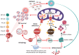 Figure 5. Proposed model. Under normal physiologic conditions, heme binds to
EIF2AK1 and represses its activation. In conditions that limit heme production, such as
those induced by SF3B1MT in terminally differentiated erythroblasts, EIF2AK1 is activated.
EIF2AK1 pathway activation promotes RS survival and inhibits erythroid maturation by
increasing the expression of ATF4, which in turn upregulates the expression of genes
involved in autophagy, transcriptionally inhibits genes involved in heme biosynthesis and
mitochondrial iron transport, and translationally inhibits globin production. Targeting
EIF2AK1 pathway activation by depleting EIF2AK1 rescues erythroid differentiation and red
blood cell production.