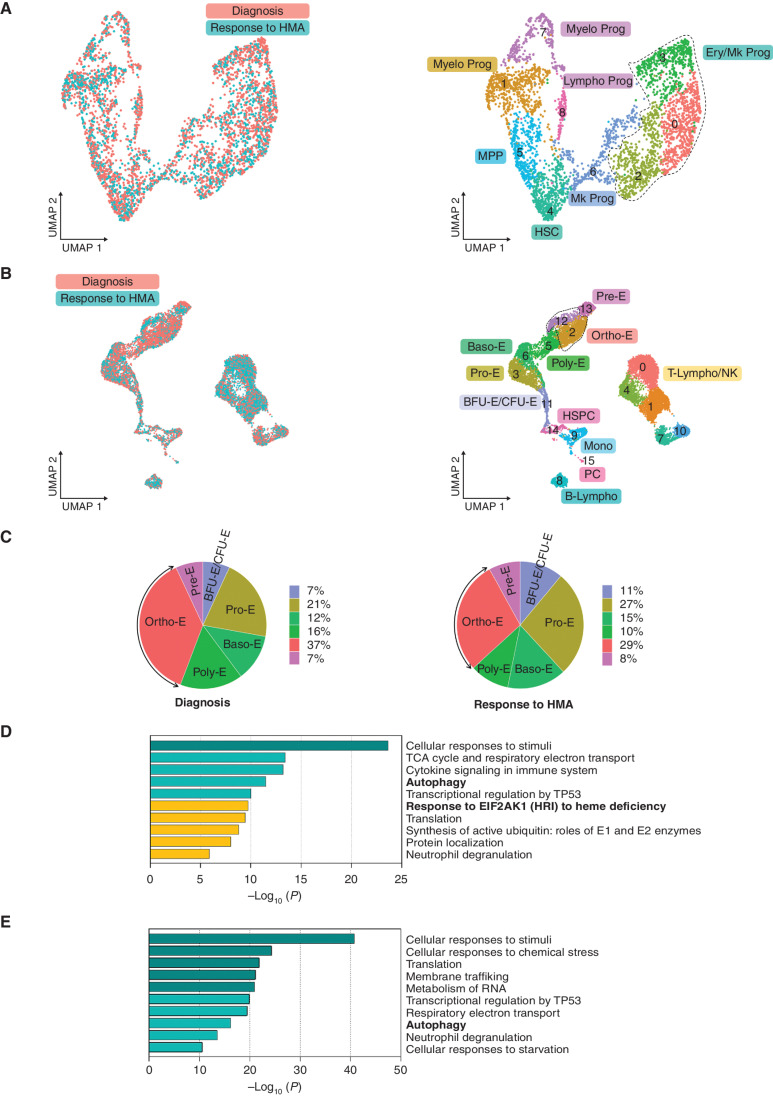 Figure 3. Hypomethylating agent therapy inhibits the EIF2AK1-induced response pathway to heme deficiency in terminally differentiated cells in patients who became transfusion independent. A, UMAP plots of scRNA-seq data for pooled single Lin-CD34+ cells isolated from two SF3B1-mutant MDS-RS patients at the time of diagnosis (n = 2,372) and at the time of response to HMA therapy (n = 1,551). Each dot represents one cell. Different colors represent the sample origin (left) and cluster identity (right). B, UMAP plots of scRNA-seq data for pooled single MNCs isolated from three SF3B1-mutant MDS-RS patients at the time of diagnosis (n = 6,089) and response to HMA therapy (n = 6,156). Each dot represents one cell. Different colors represent the sample origin (left) and cluster identity (right). C, Distribution of the stages of erythroid differentiation in the total erythroblast population shown in B at the time of diagnosis (left) and at the time of response to HMA therapy (right). Arrows indicate Ortho-E. D, Pathway enrichment analysis of the genes in the MDS-RS Pro-E, Baso-E, and Poly-E clusters shown B that were significantly downregulated at the time of response to HMA therapy as compared with the time of diagnosis (adjusted P ≤ 0.05). The top 10 Reactome gene sets are shown. E, Pathway enrichment analysis of the genes in the MDS-RS Ortho-E shown in B that were significantly downregulated at the time of response to HMA therapy as compared with the time of diagnosis (P ≤ 0.01). The top 10 Reactome gene sets are shown. Baso-E, basophilic erythroblasts; BFU-E, burst-forming unit-erythroid cells; B-Lympho, B-lymphocytes; CFU-E, colony formation unit-erythroid cells; Ery/Mk, erythroid/megakaryocytic; HSC, hematopoietic stem cells; HSPC, hematopoietic stem and progenitor cells; Lympho, lymphoid; Mk, megakaryocytic; Mono, monocytes; MPP, multipotent progenitors; Myelo, myeloid; NK, natural killer cells; Ortho-E, orthochromatic erythroblasts; PC, plasma cells; Poly-E, polychromatophilic erythroblasts; Pre-E, pre-erythrocytes; Pro-E, pro-erythroblasts; Prog, progenitors; T-Lympho, T-lymphocytes; UMAP, uniform manifold approximation and projection.