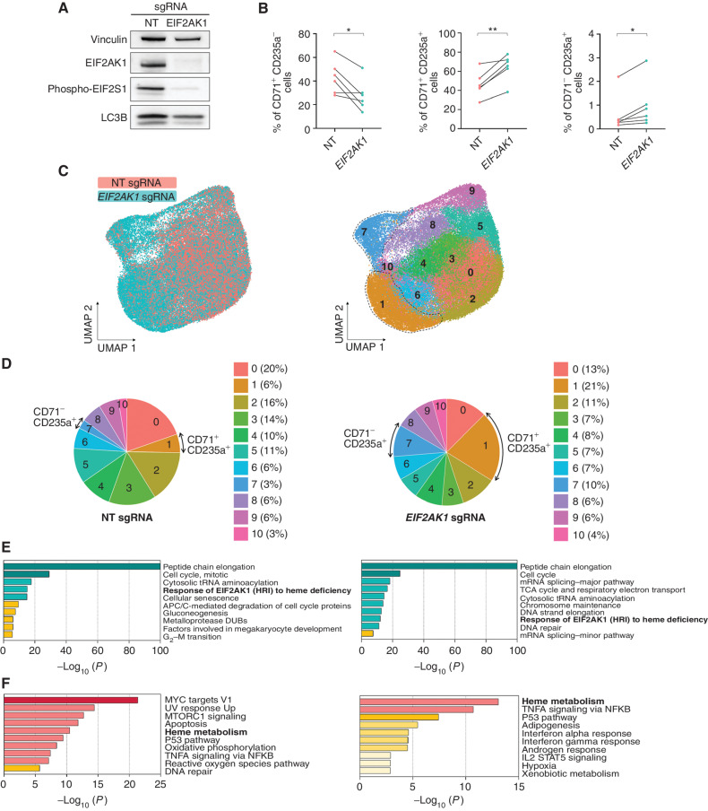 Figure 4. Inhibition of EIF2AK1 overcomes the accumulation of RS and enables red blood cell production. A, Representative western blot analysis of EIF2AK1, phospho-EIF2S1, and LC3B in nontargeting (NT) sgRNA– and EIF2AK1 sgRNA–treated SF3B1-mutant MDS-RS cells at day 13 of culture. Vinculin was used as a loading control. B, Frequencies of CD71+CD235a− (left), CD71+CD235a+ (middle), and CD71−CD235a+ (right) erythroblasts in NT sgRNA– or EIF2AK1 sgRNA–treated MDS-RS samples (n = 6) at day 13 of culture. Each symbol represents one sample; lines connect paired samples. Statistical significance was calculated using paired t tests. C, UMAP plots of scRNA-seq data for single cells from NT sgRNA–treated (n = 30,307) or EIF2AK1 sgRNA–treated (n = 36,825) cells from 3 pooled SF3B1-mutant MDS-RS samples at day 13 of erythroid culture. Each dot represents one cell. Different colors represent the sample origin (left) and cluster identity (right). Dotted lines indicate terminally differentiated erythroblasts. D, Distribution of cells from NT (left) and EIF2AK1 (right) sgRNA–treated SF3B1-mutant MDS-RS samples among the clusters shown in C. Arrows indicate clusters 1 and 7.E, Pathway enrichment analyses of the significantly downregulated genes in EIF2AK1 sgRNA–treated SF3B1-mutant MDS-RS cells from clusters 1 (left) and 7 (right; adjusted P ≤ 0.05). The top 10 Reactome or Hallmark gene sets are shown. F, Pathway enrichment analyses of the significantly upregulated genes in EIF2AK1 sgRNA–treated SF3B1-mutant MDS-RS cells from clusters 1 (left) and 7 (right; adjusted P ≤ 0.05). The top 10 Hallmark gene sets are shown.