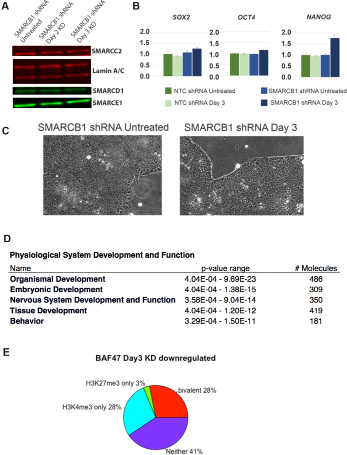 Figure 1—figure supplement 1.