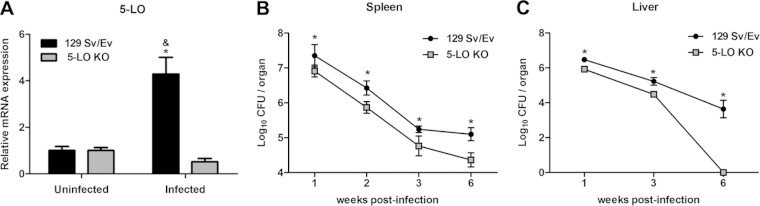 FIG 1