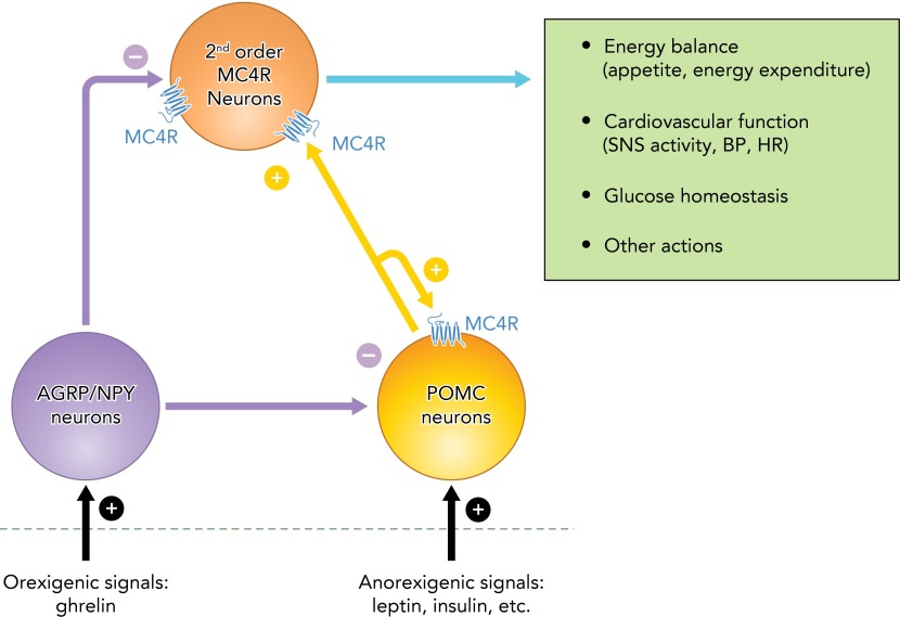 FIGURE 2.