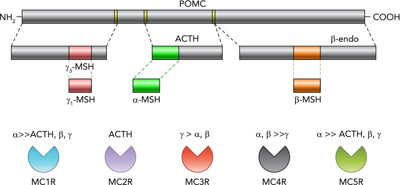 FIGURE 1.