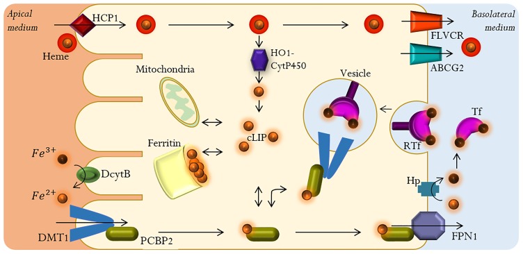 Fig 1