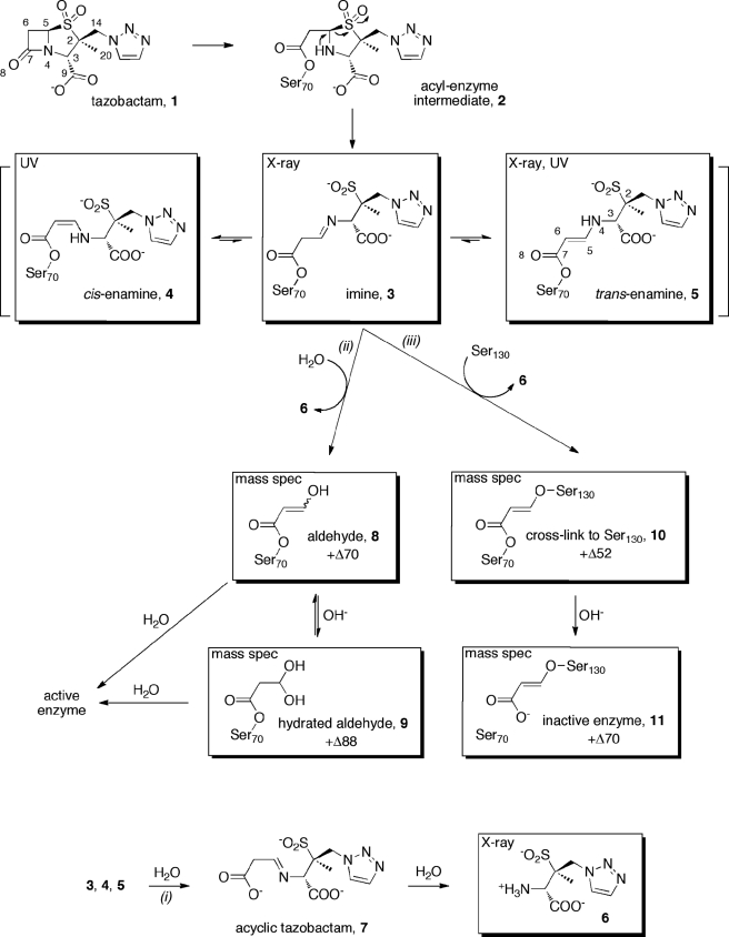 SCHEME 1.