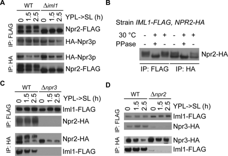 FIGURE 4: