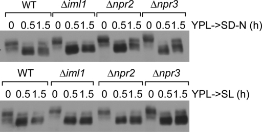 FIGURE 6: