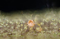graphic file with name FEC-36-2859-g001.jpg