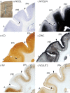Figure 21