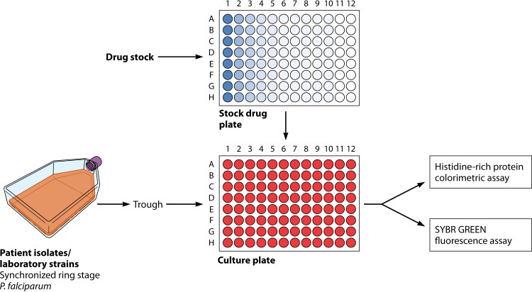 FIG 1