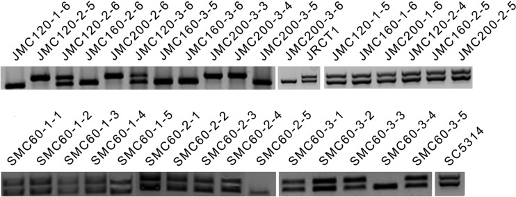 FIG 2