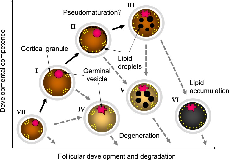 Fig. 9.