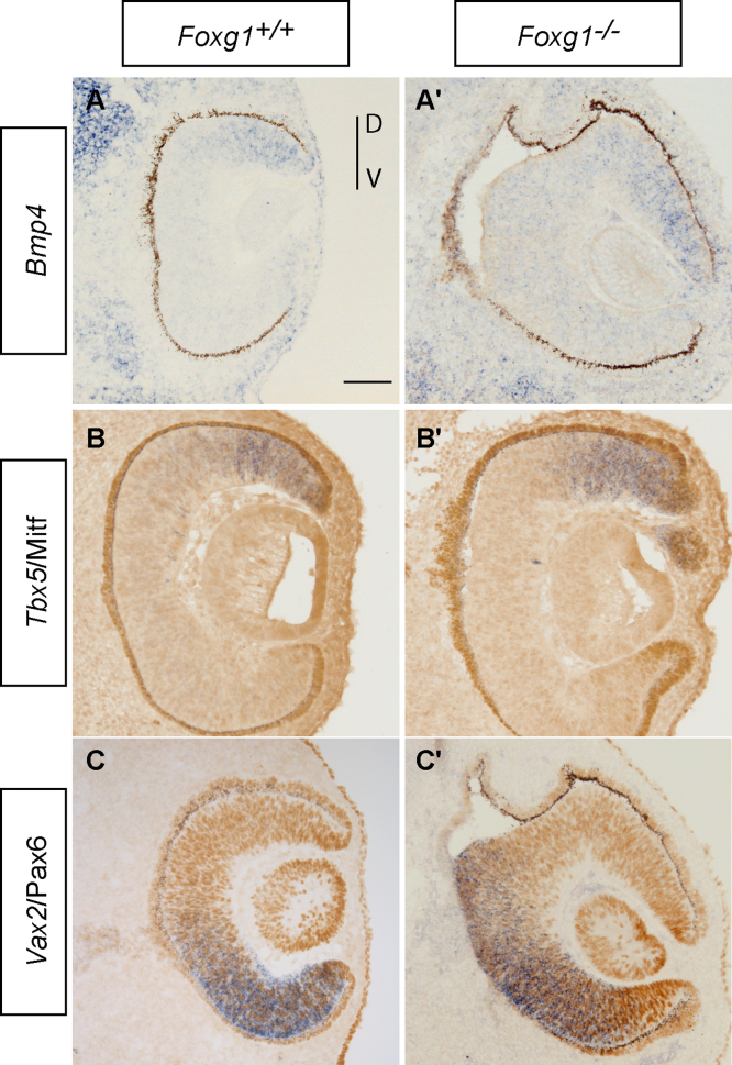 Suppl Fig. 1