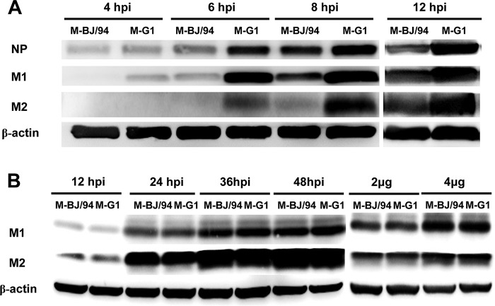 FIG 3