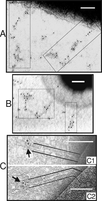 FIG. 2.