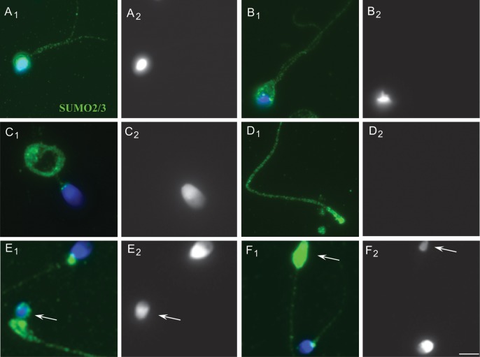 Figure 5