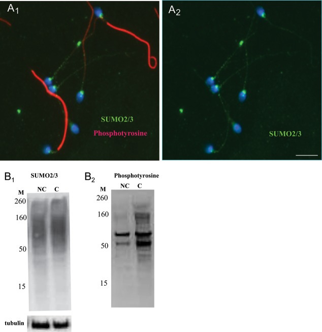 Figure 6