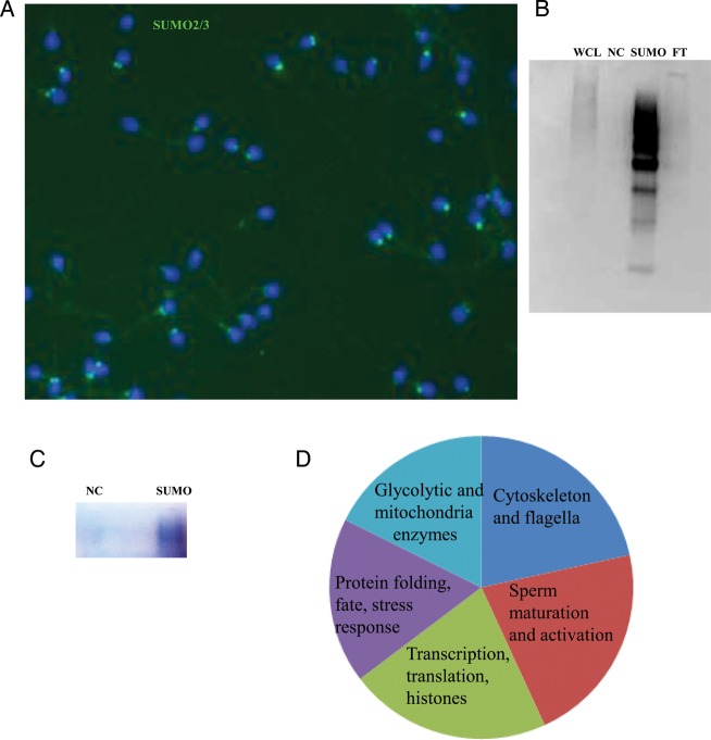 Figure 7