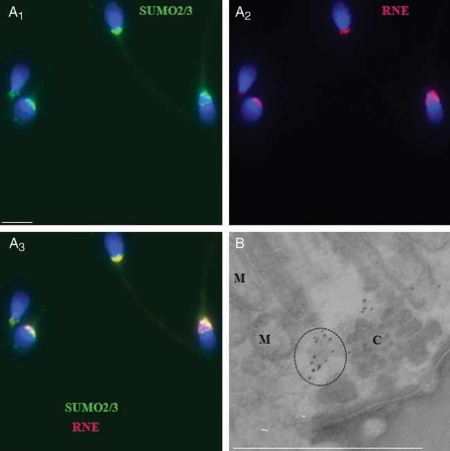 Figure 2