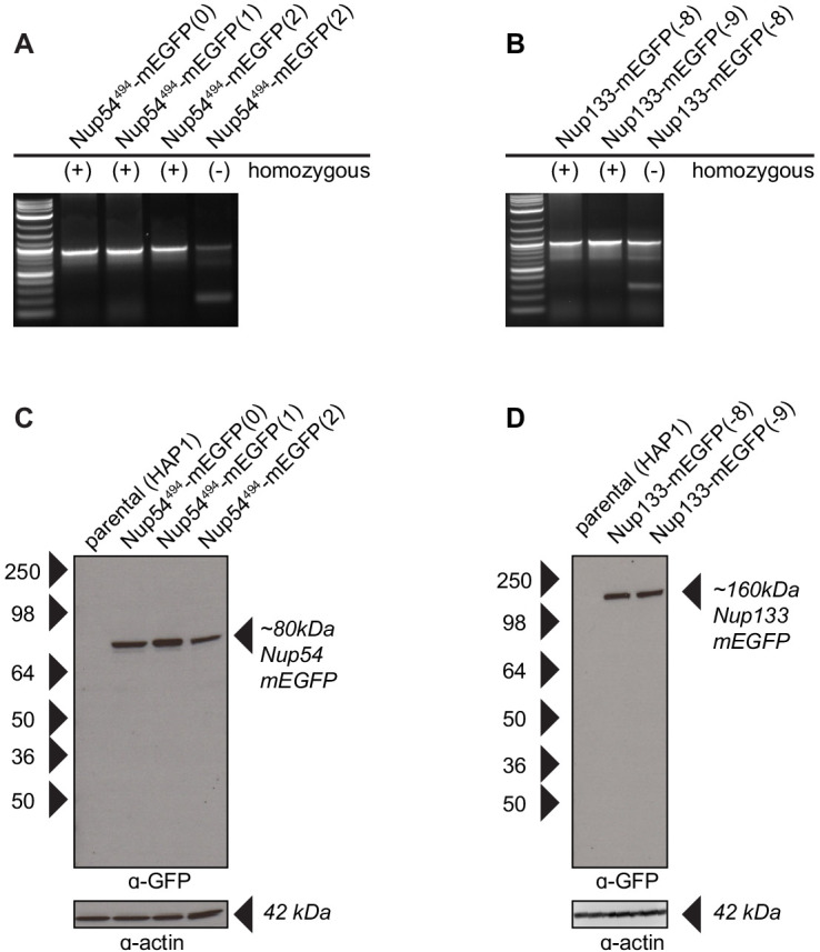 Figure 4—figure supplement 1.