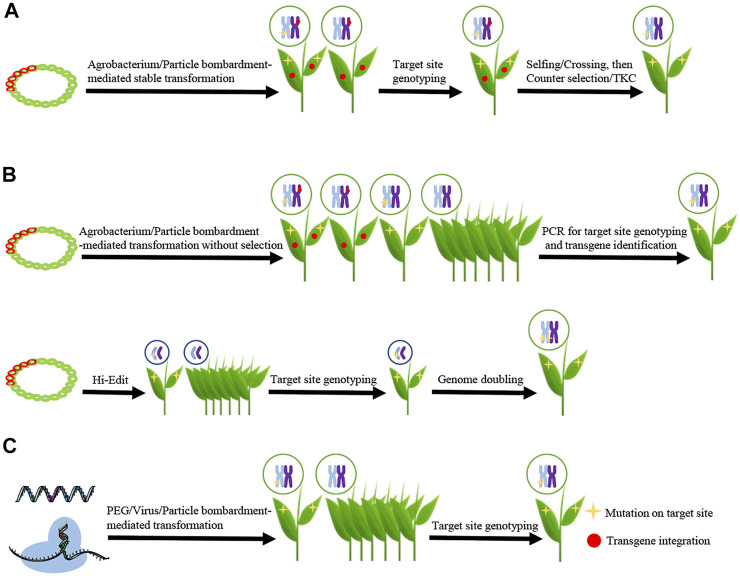 FIGURE 1