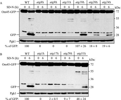 FIGURE 4.