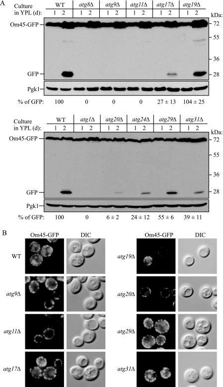 FIGURE 5.