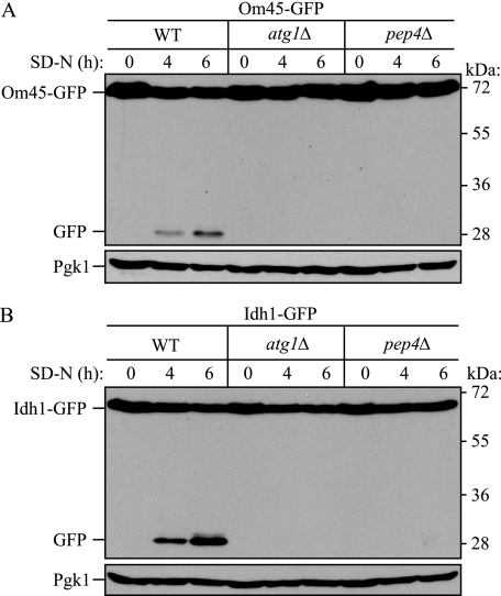 FIGURE 1.