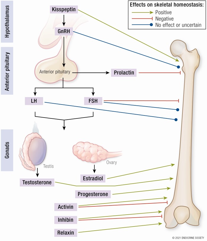 Graphical Abstract