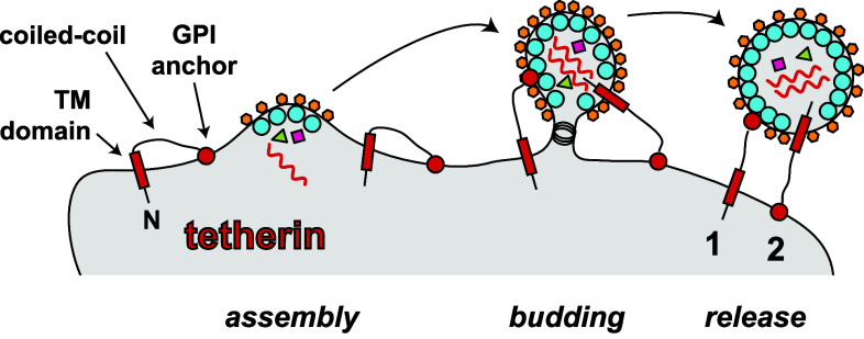 Fig. 2