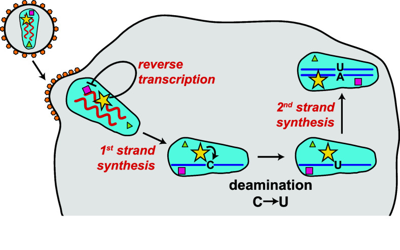 Fig. 4