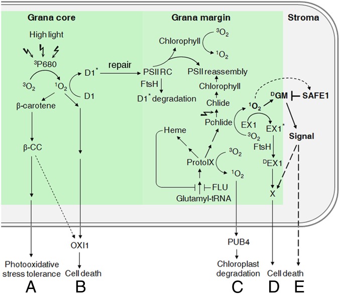 Fig. 6.