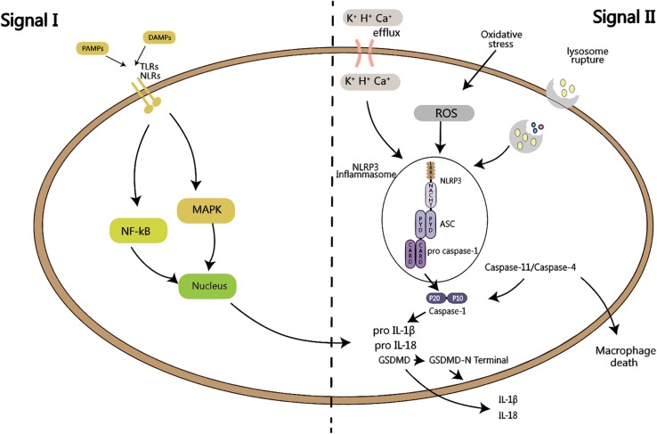 FIGURE 1