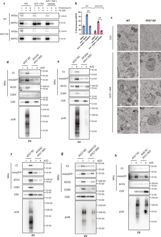 Fig. 5