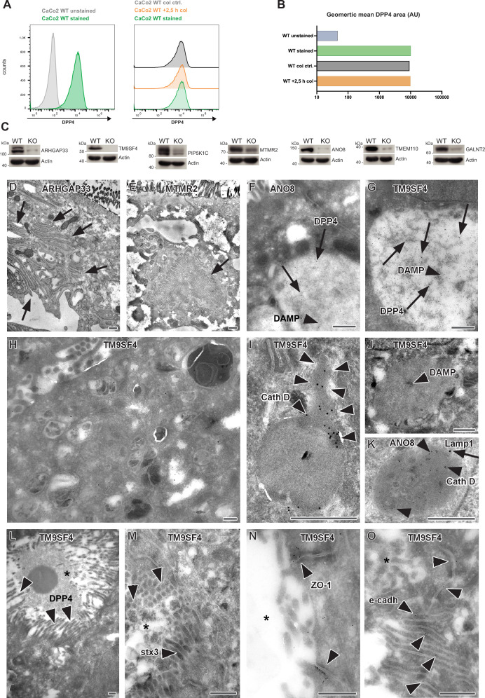 Figure 1—figure supplement 1.