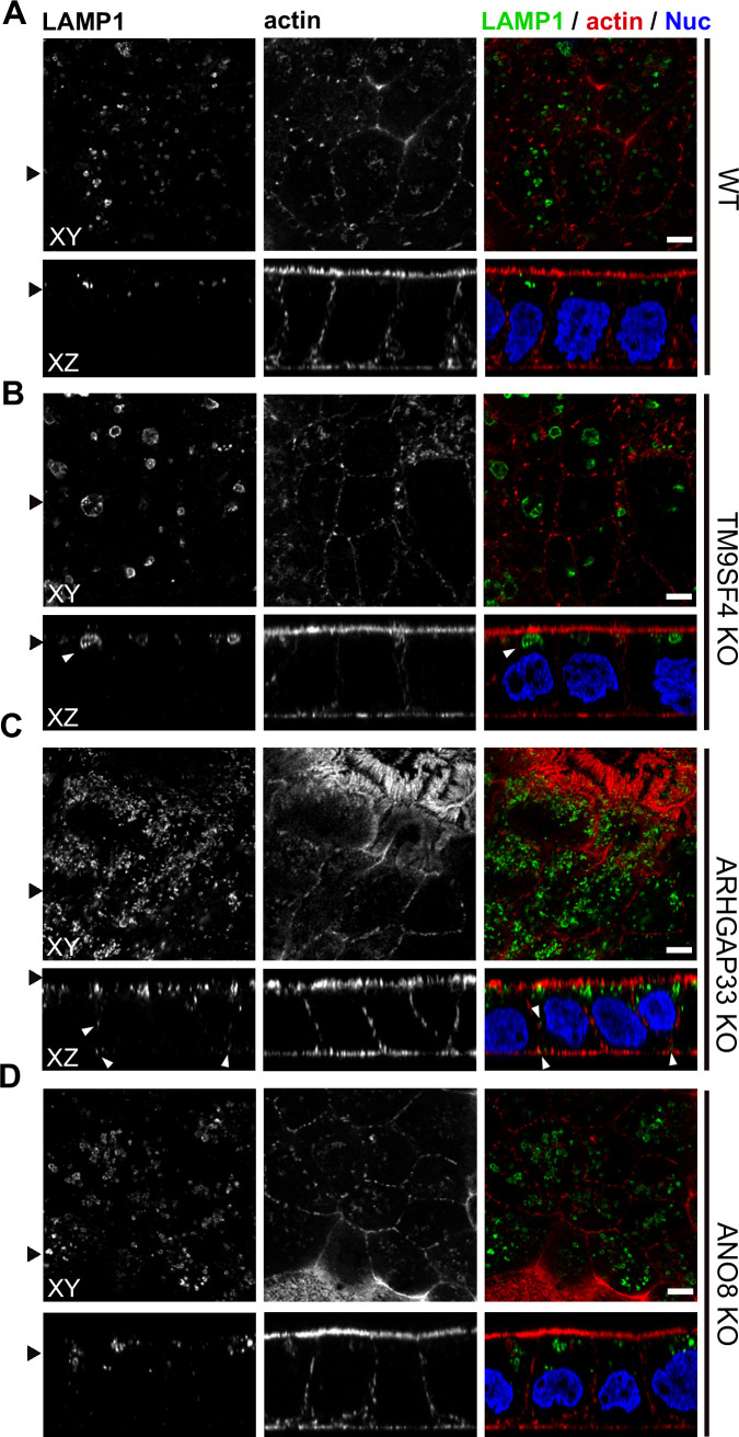 Figure 12.