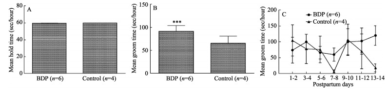 A：Holding behavior; B: Grooming behavior; C: time profiles of the grooming behavior over the first two weeks postpartum in the BDP group and control group; <sup>***</sup>: <italic>P</italic> < 0.001.