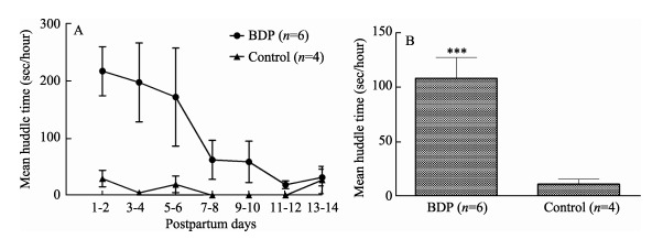 A: Time profiles; B: Average durations of huddling in the BDP group and control group; <sup>***</sup>: <italic>P</italic> < 0.001.