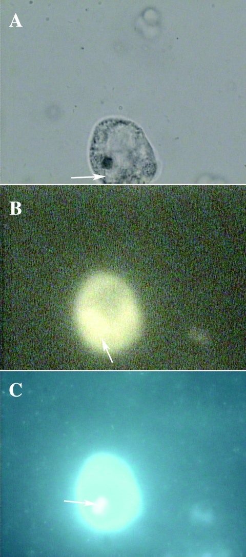 FIG. 5.