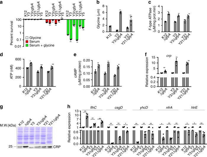 Glycine, serine and threonine metabolism confounds efficacy of ...