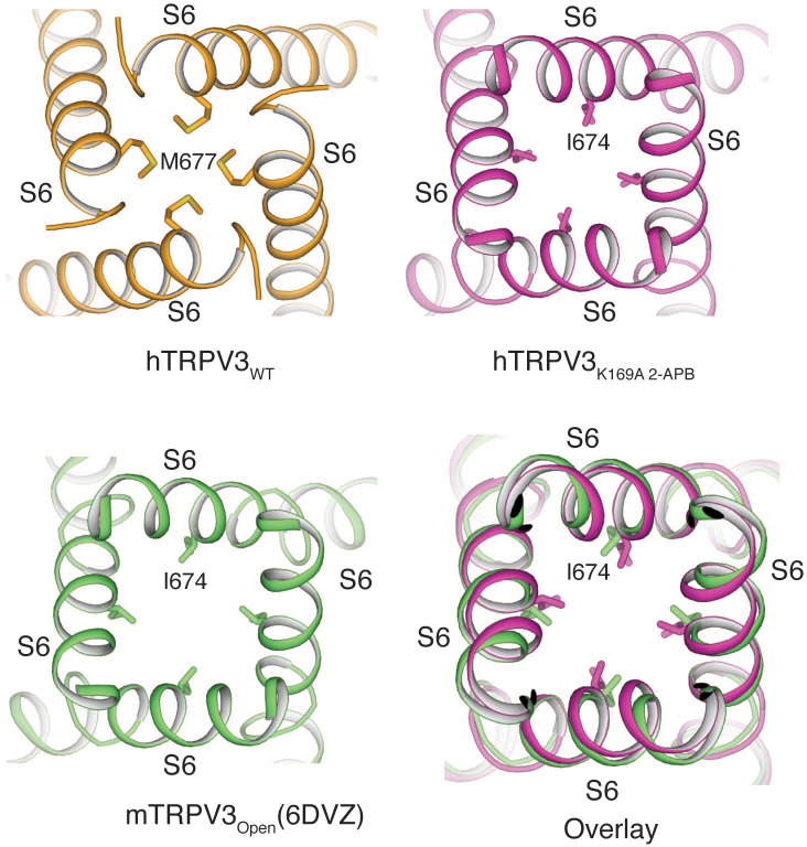 Figure 4—figure supplement 3.