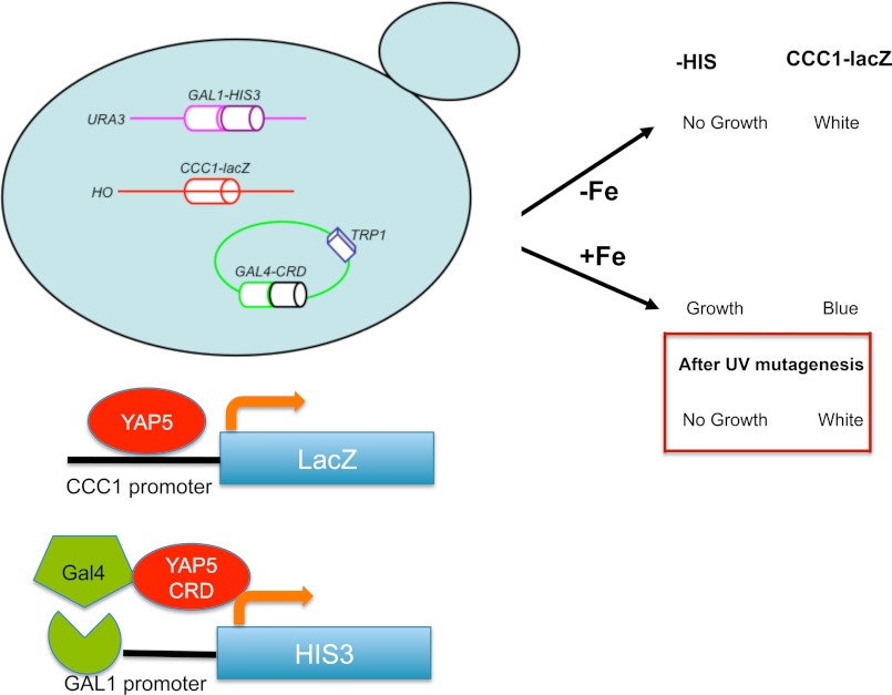 FIGURE 1.