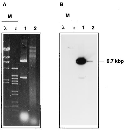 FIG. 5